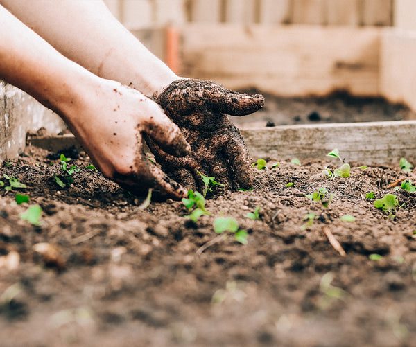 hands digging in dirt and planting seedlings