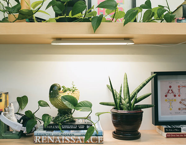 smart grow bar over succulents on a bookshelf