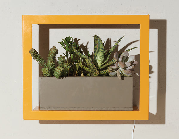 turmeric colored smart standard growframe mounted on a tan wall with succulents 