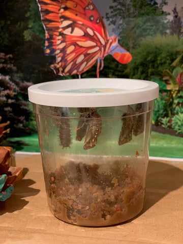 Caterpillars in a cup- Pupa Stage