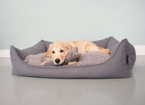 Golden retriever pup in hondenmand