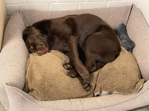 oude Labrador slaapt in hondenmand