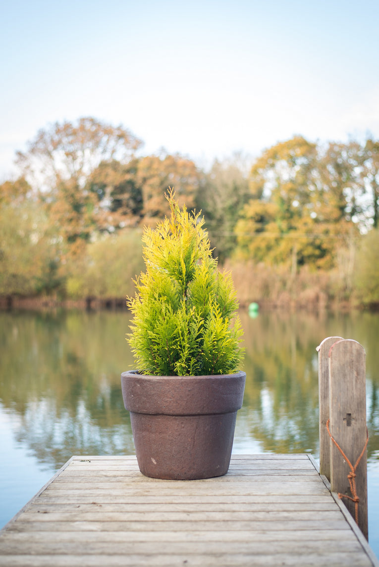 Thuja plicata 'Goldy'