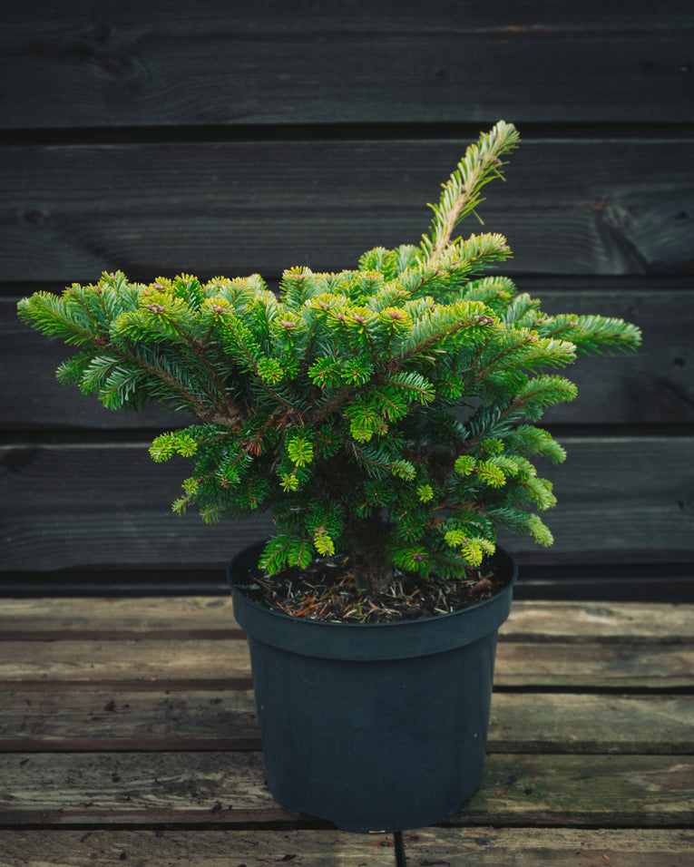 Abies veitchii ‘Heddergott’