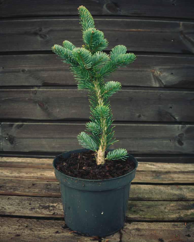 Abies lasiocarpa 'Kenwith Blue’