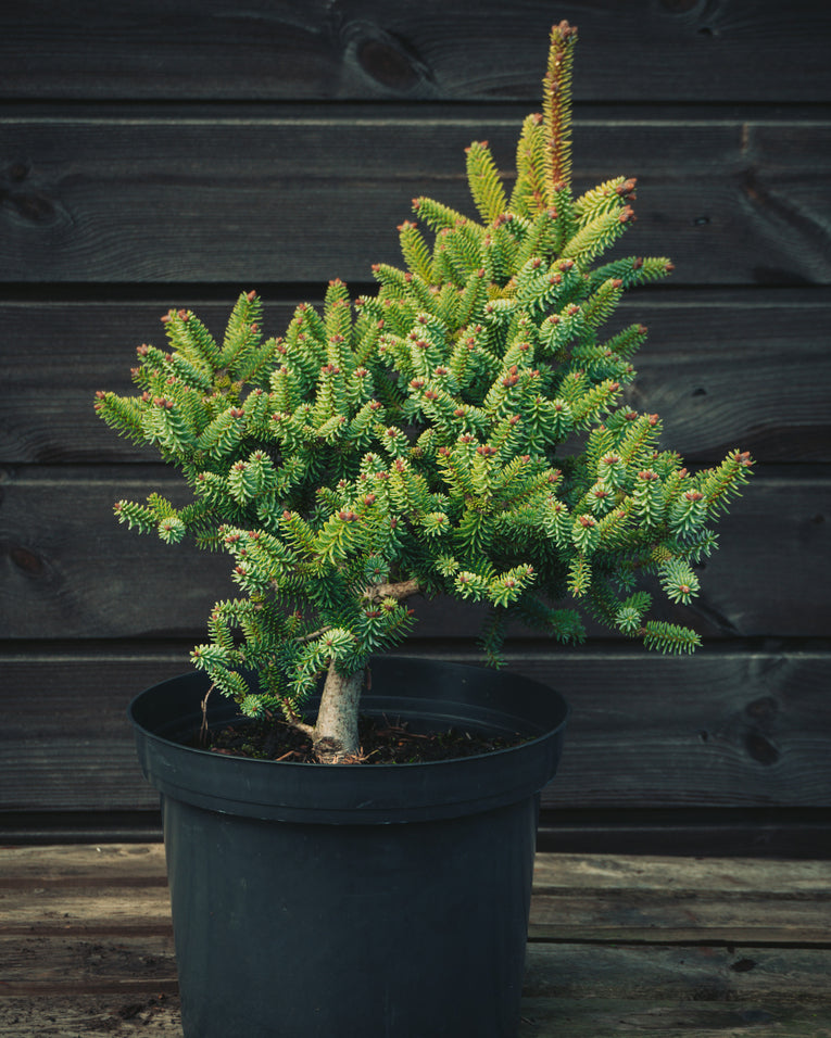 Abies pinsapo 'Horstmann'