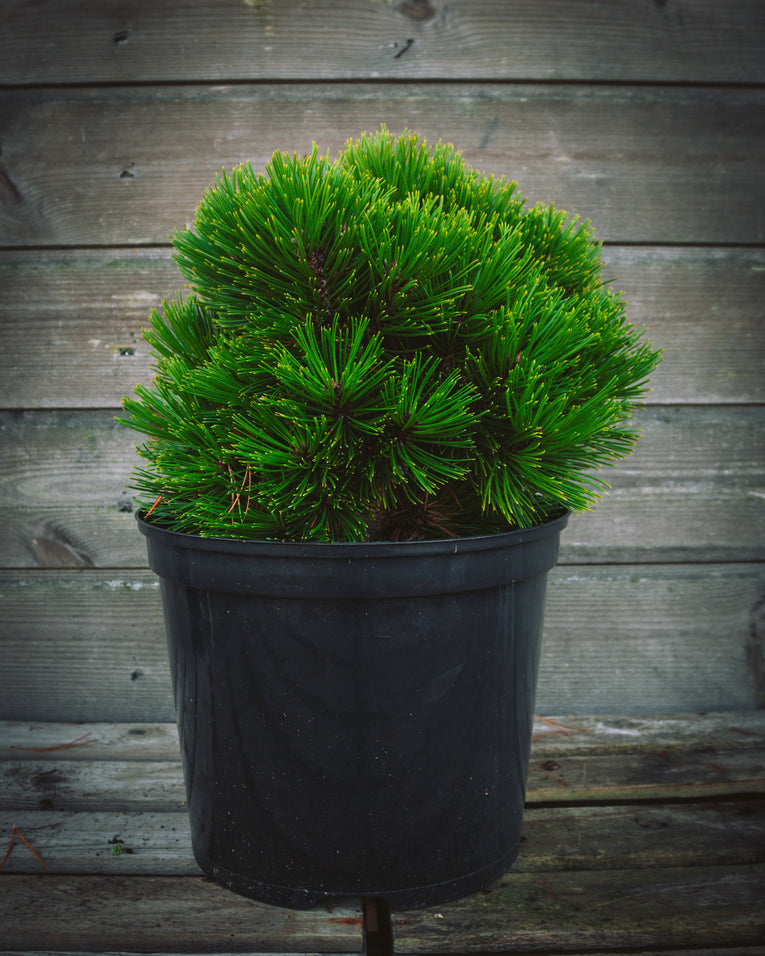 Pinus heldreichii 'Smidtii'