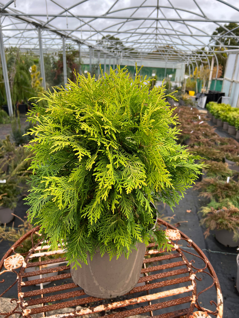 Thuja occidentalis 'Danica Aurea'