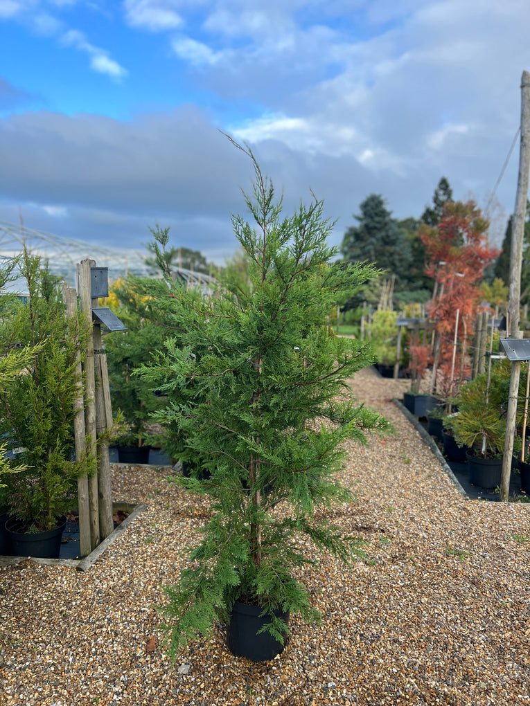 Cupressus 'Leylandii'