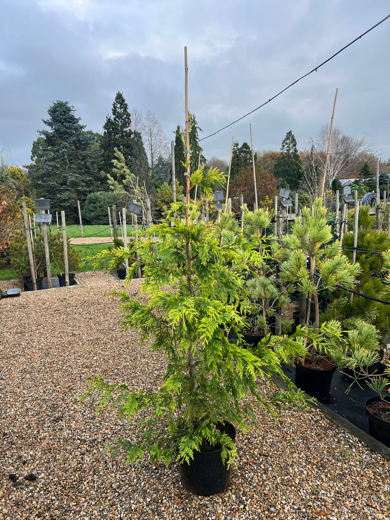 Thuja plicata 'Aurea'