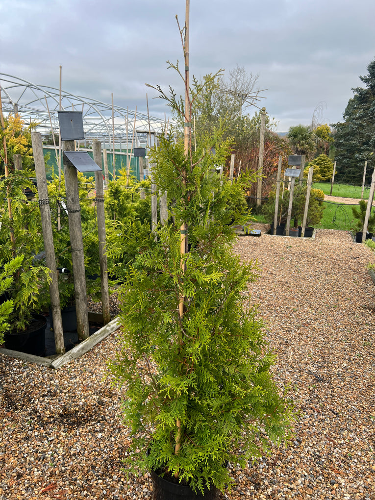 Thuja occidentalis 'Brabant'