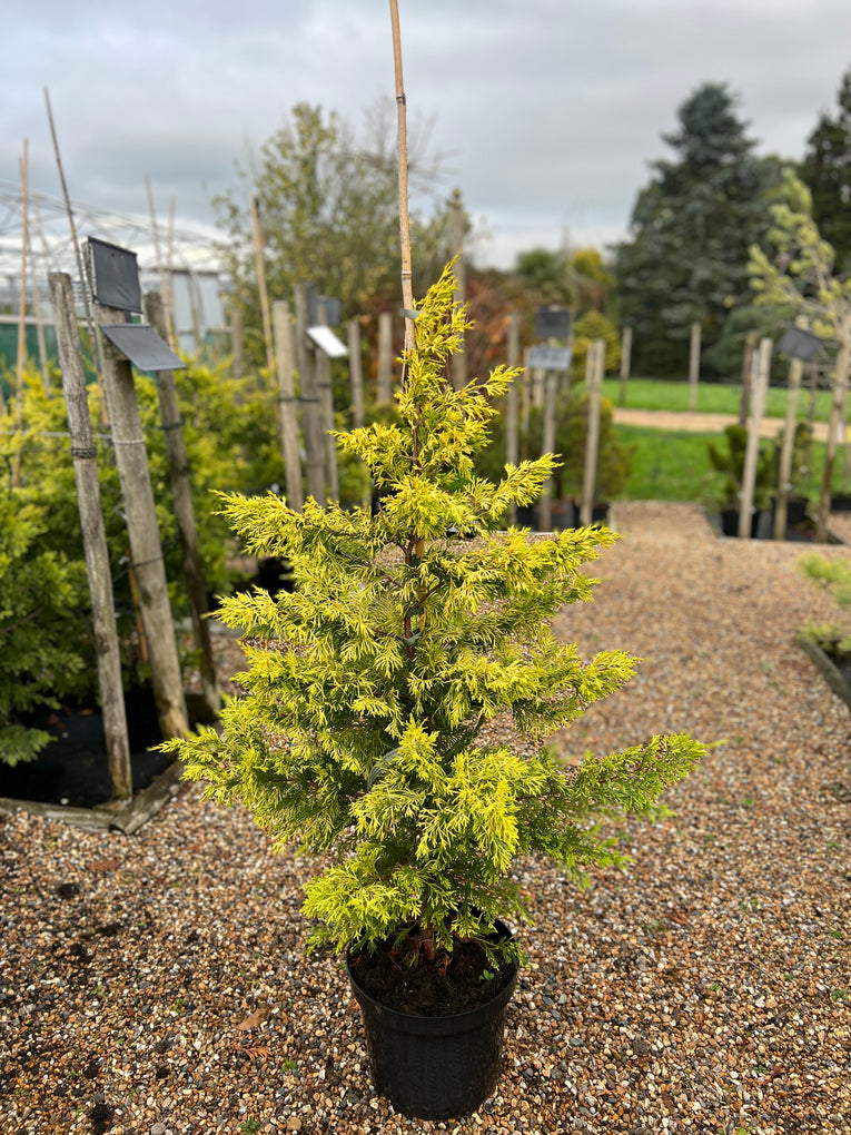 Cupressus 'Gold Ryder'