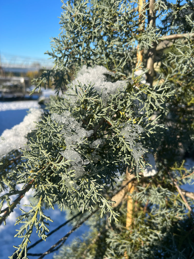 Cupressus 'Blue Ice'