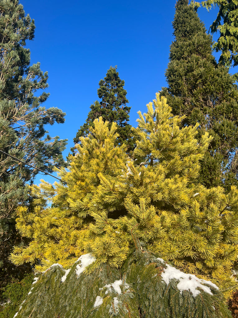 Pinus sylvestris 'Aurea'