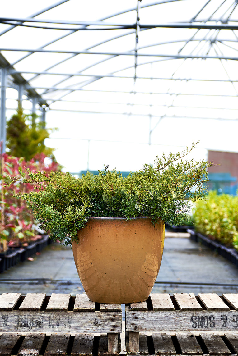 Juniperus virginiana 'Grey Owl'