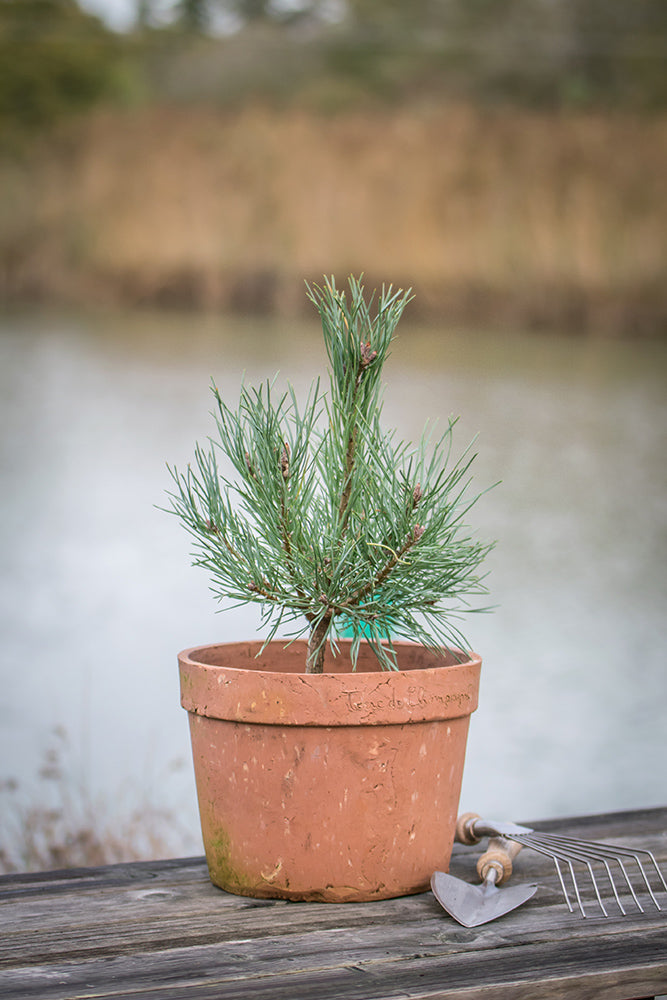 Pinus sylvestris 'Chantry Blue'