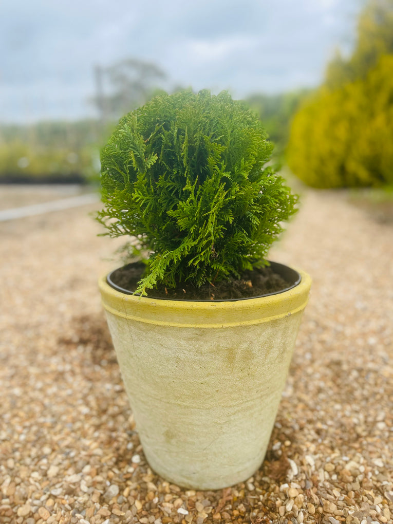 Thuja occidentalis 'Danica'