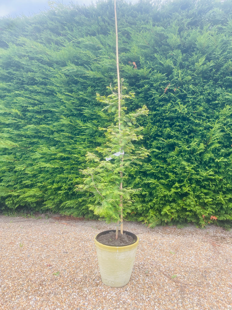 Metasequoia glyptostroboides