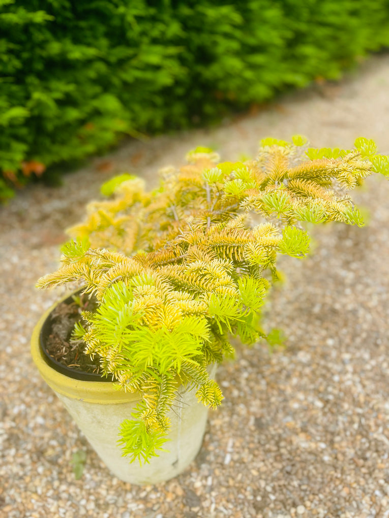 Abies nordmanniana ‘Golden Spreader'