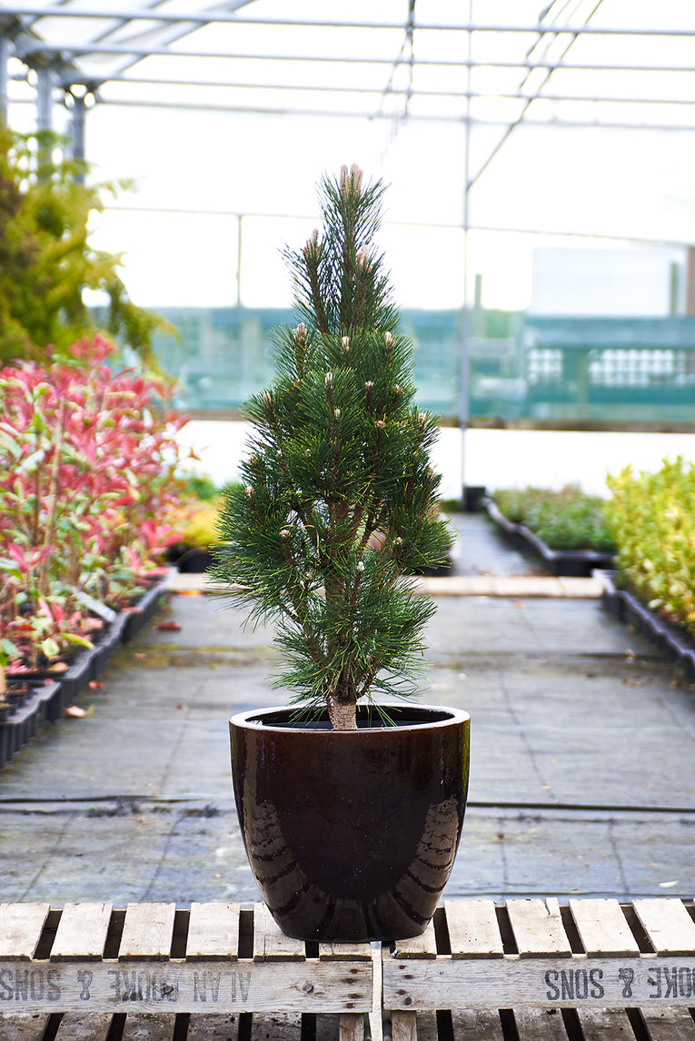 Pinus nigra ‘Komet'