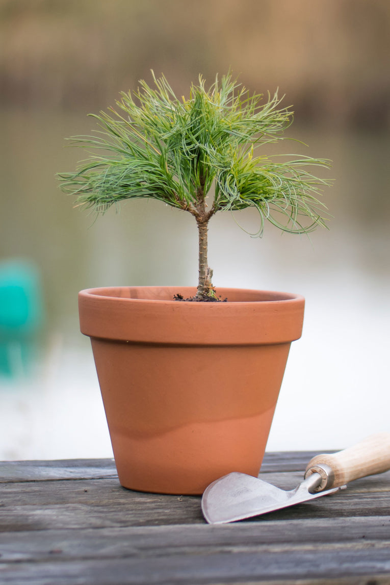 Sea Urchin- Pinus strobus A 3 Litre pine