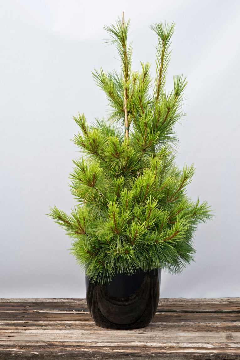 Vicky- Pinus wallichiana A 3 litre pine