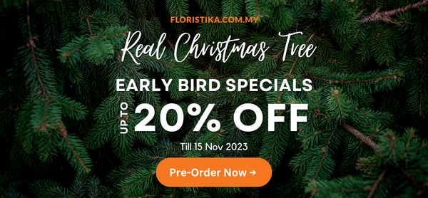 Real Christmas Tree 2023 Promotion