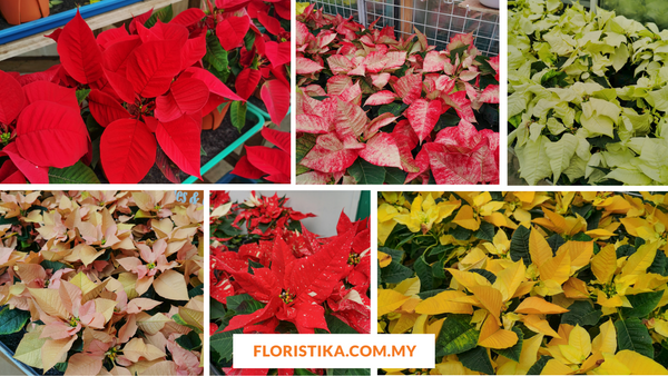 Poinsettia Plant Malaysia