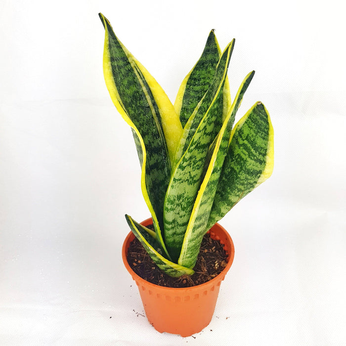 Sanseveria