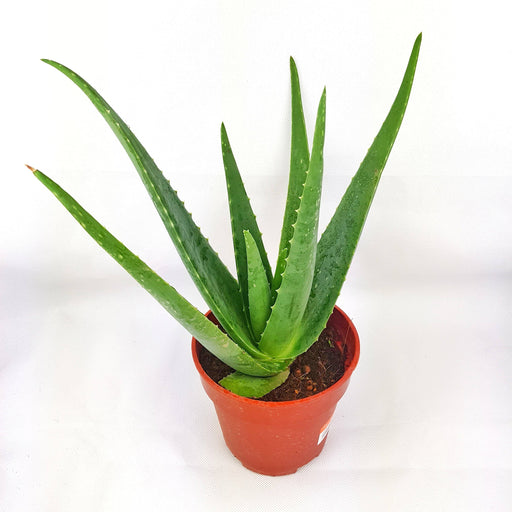 Indoor Plants Malaysia Indoor Gardening At Wholesale Price