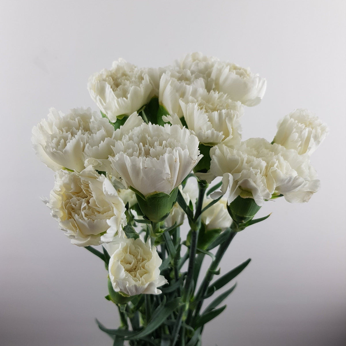 Carnation (Imported) - White