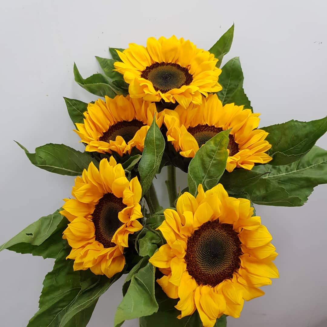 Wholesale Sunflowers Malaysia | Order online Floristika.com.my