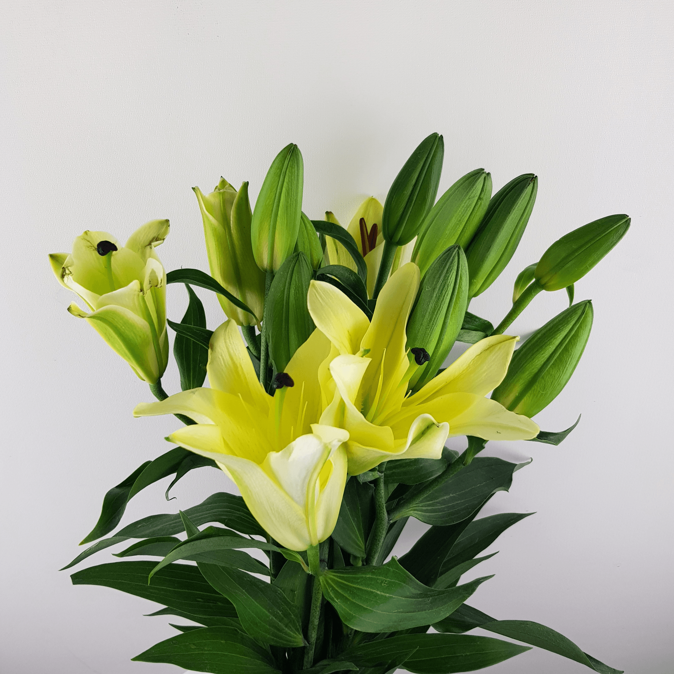 Lily Manissa 3+ (Imported) - Yellow - Floristikacommy product image