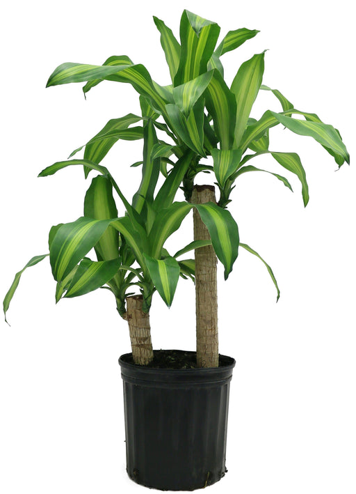 Indoor Plants Malaysia | Indoor Gardening At Wholesale Price