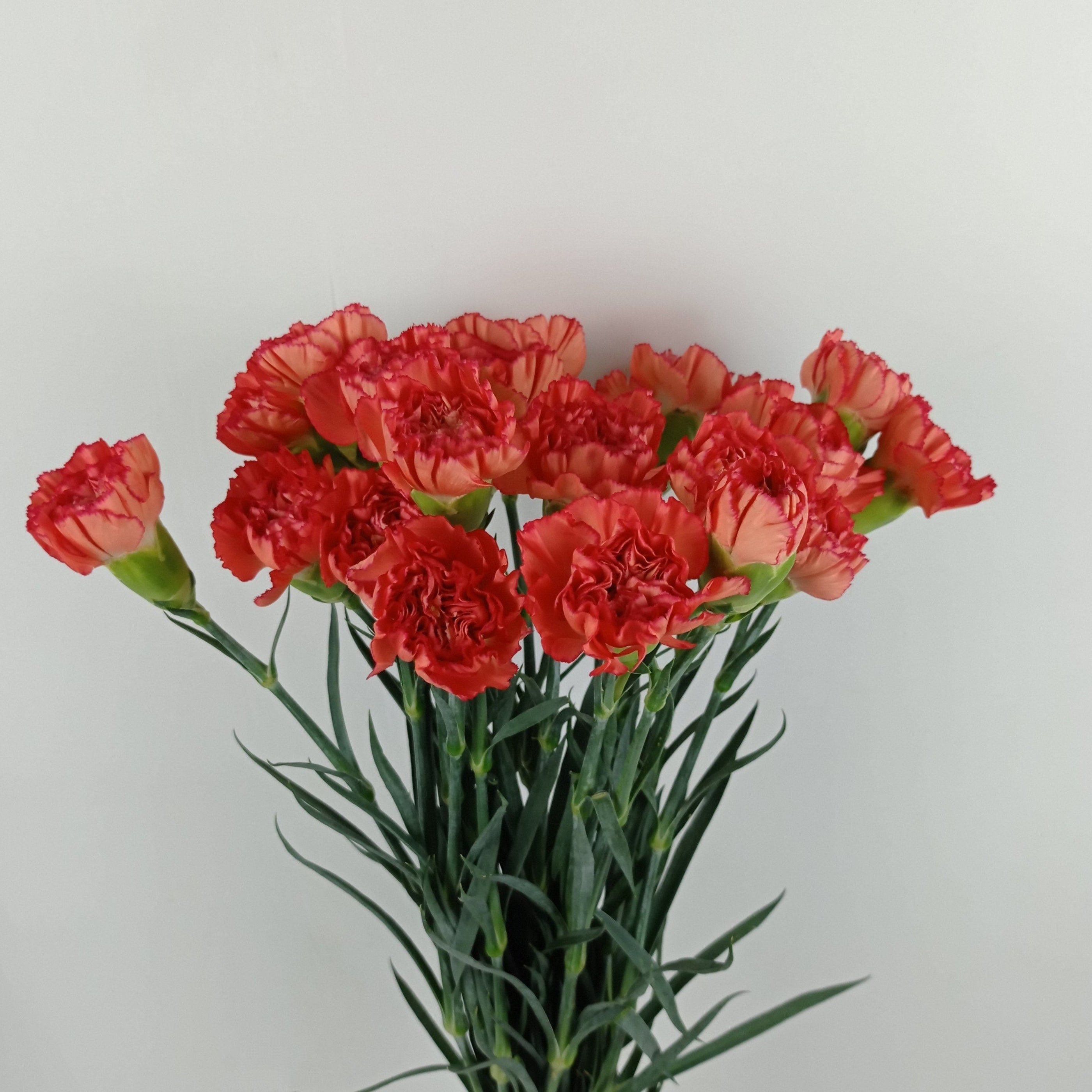 Carnations (Imported) - Orange