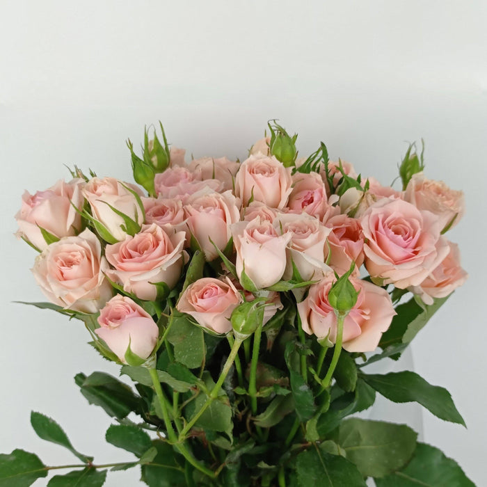 Spray Rose Light Pink - Wholesale - Blooms By The Box