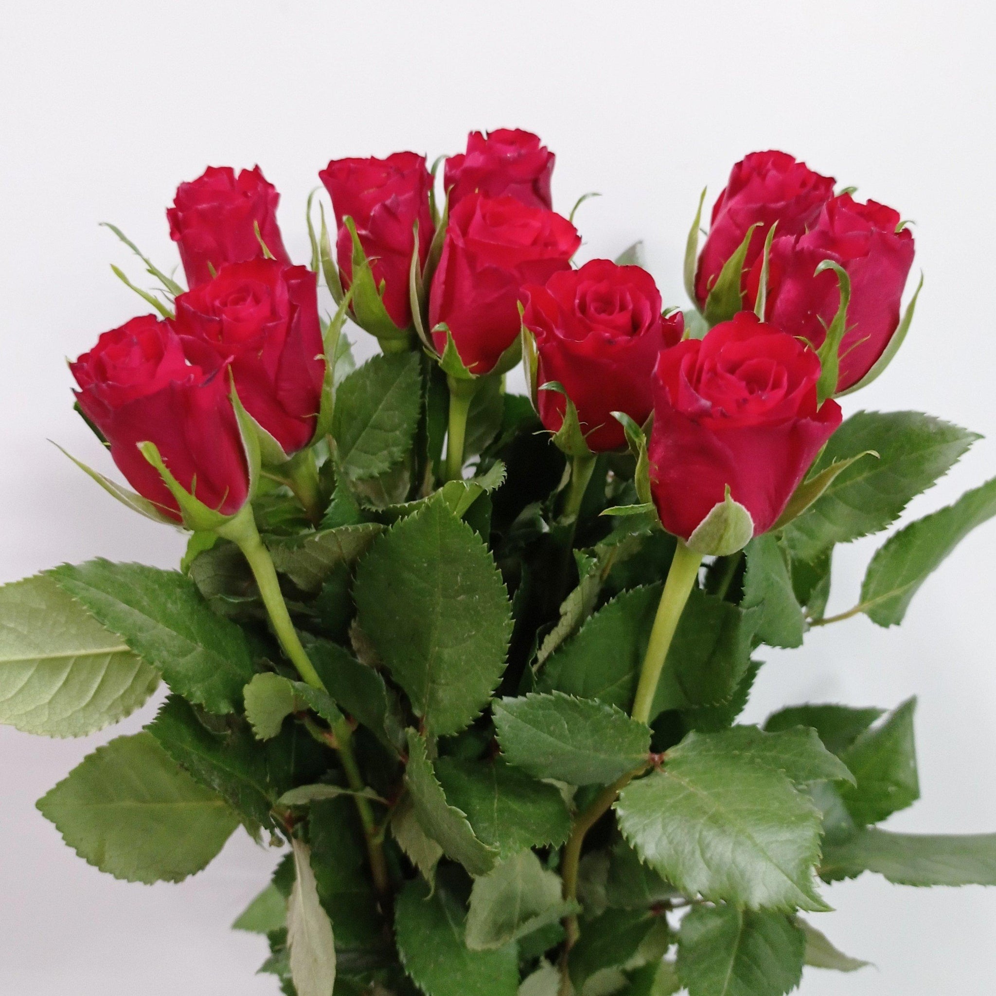Roses Malaysia | Wholesale Price Everyday | Delivery available