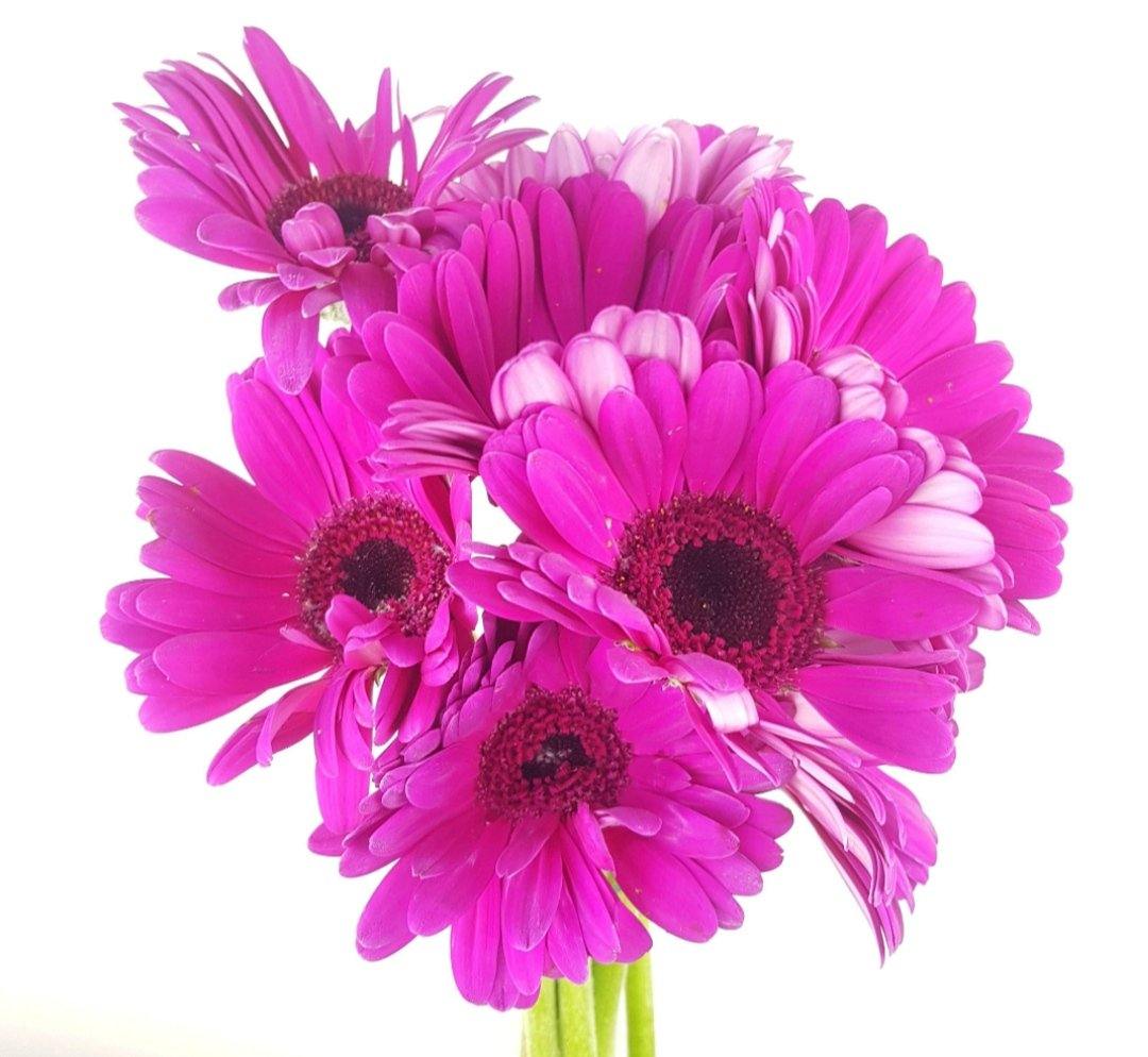 Gerbera (Local) - Purple