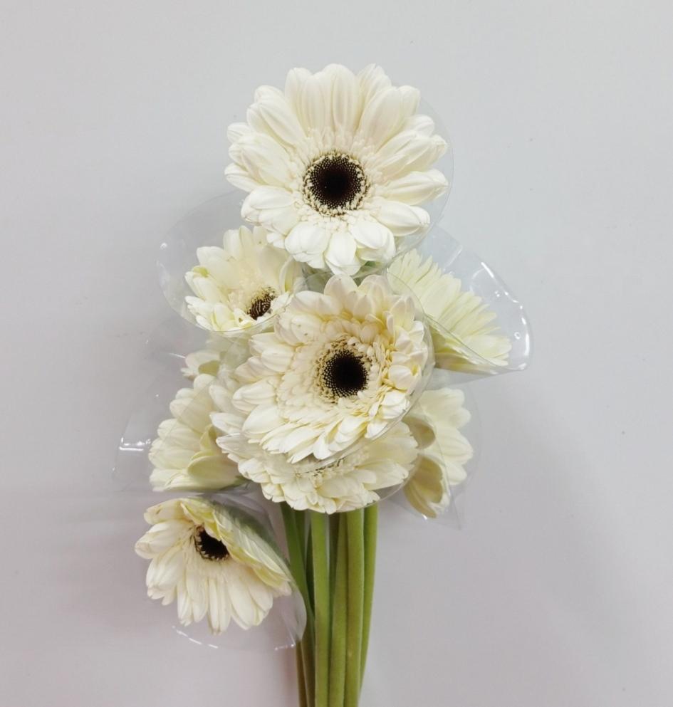 Gerbera (Local) - White