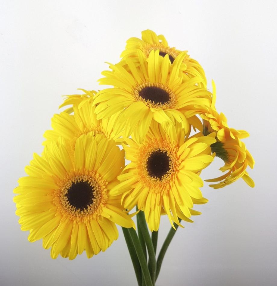 Gerbera (Local) - Yellow