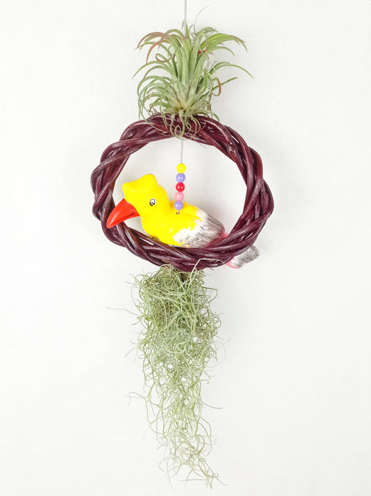 Airplant Bird (Imported) - Mix