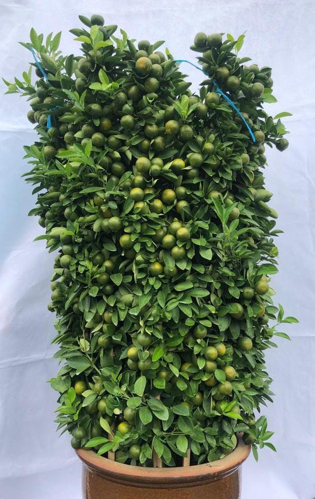 Pot Lime Tree (5 feet) Malaysia | Auspicious Plant Chinese New Year