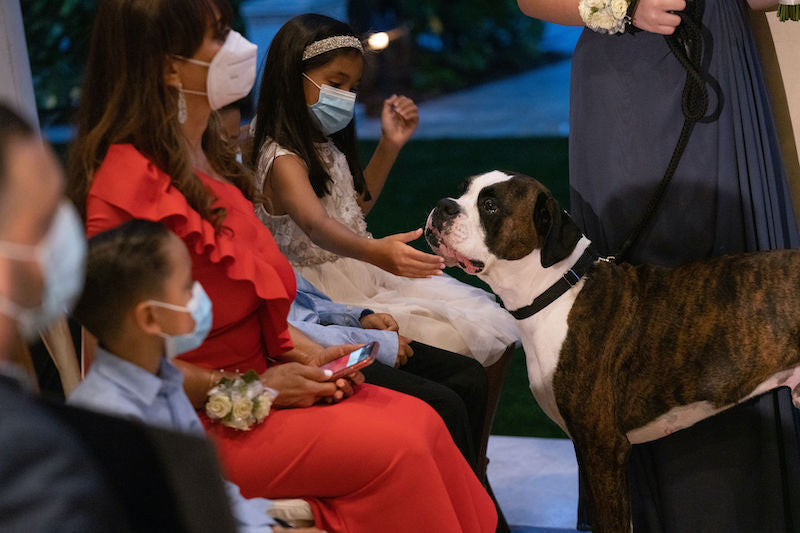 Family Dog at Wedding