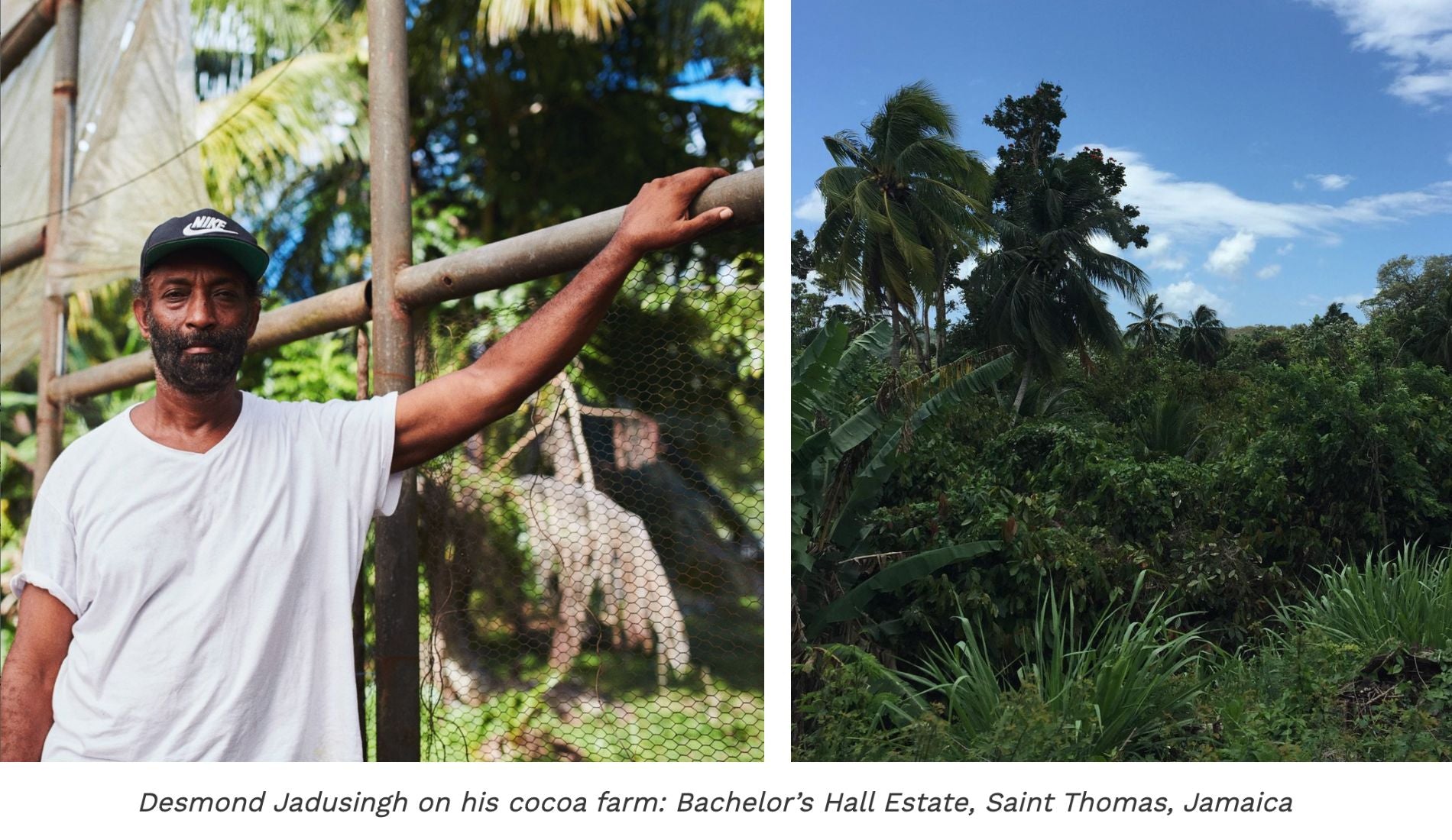 Desmond Jadusingh at his cocoa farm in Jamaica