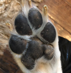 River and Birch Paw Pad Photo