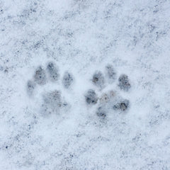 River and Birch Snow Paw Print