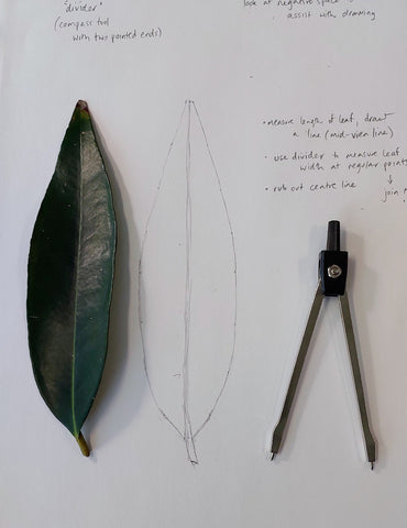 Image of sketching leaf.