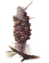 Banksia Cone - David Reynolds short art course