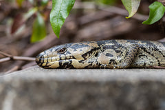 Pink-tongued skink by Danny McCreadie