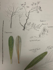 coastal plants nature journaling